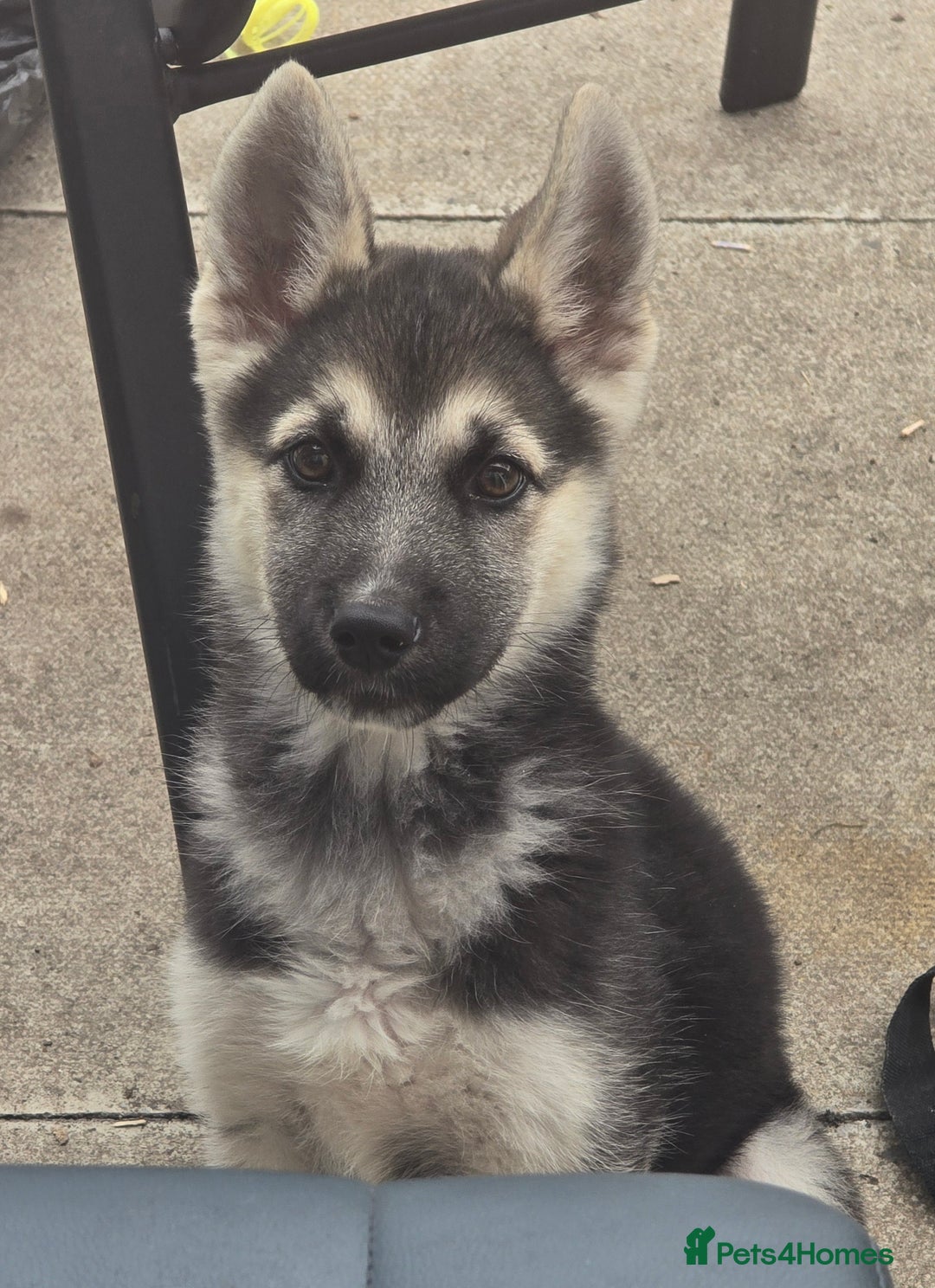 Mixed Breed dogs for sale: Female Shepkita Puppy - Image 1