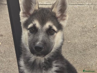 Mixed Breed dogs - Advert 10