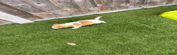 Jack Russell dogs for sale: 7 beautiful jack Russel puppies for sale - Advert 27
