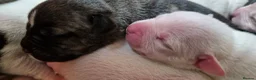 Staffordshire Bull Terrier dogs for sale: Beautiful Long-legged Staffy Puppies  in Dartford - Advert 21