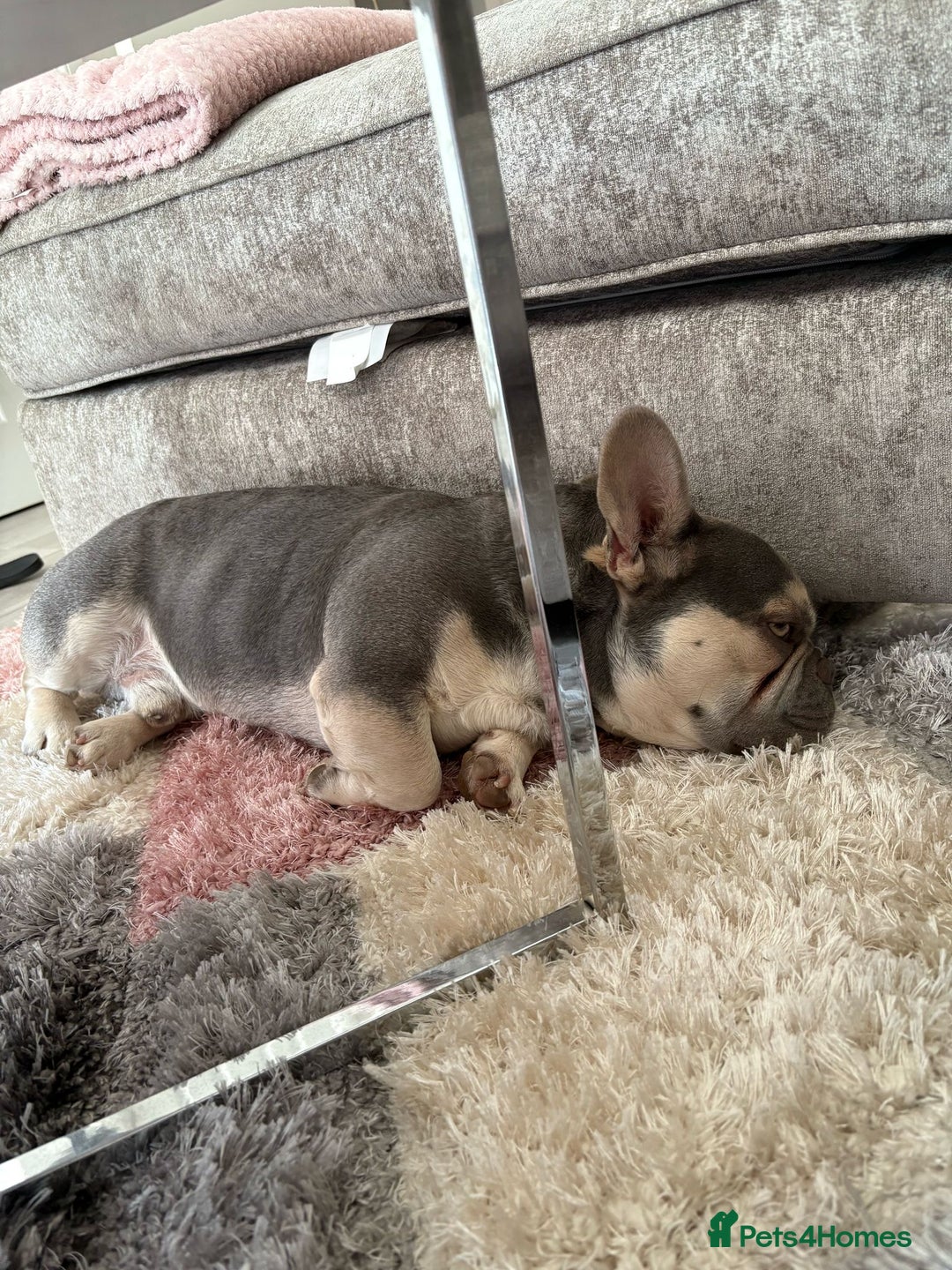 French Bulldog dogs for sale: 2 year old French bulldog male - lilac and tan  - Image 2