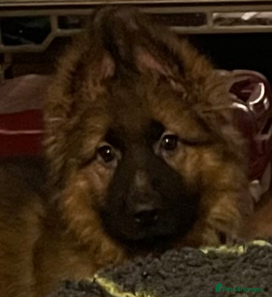 German Shepherd dogs for sale: German Shepherd MALE - Huge  - Advert 12