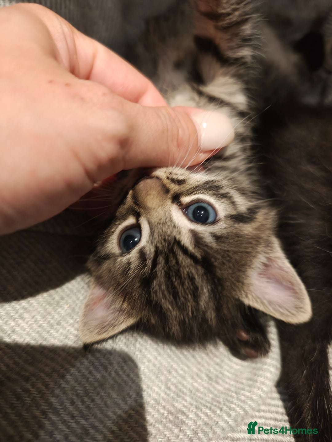 Mixed Breed cats for sale: Ragdoll (mum) X Tabby (dad) - blue eyes ! - Image 8