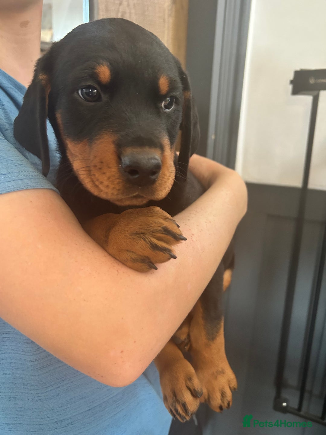 Dobermann dogs for sale: Doberman x Rottweiler pups  - Image 5