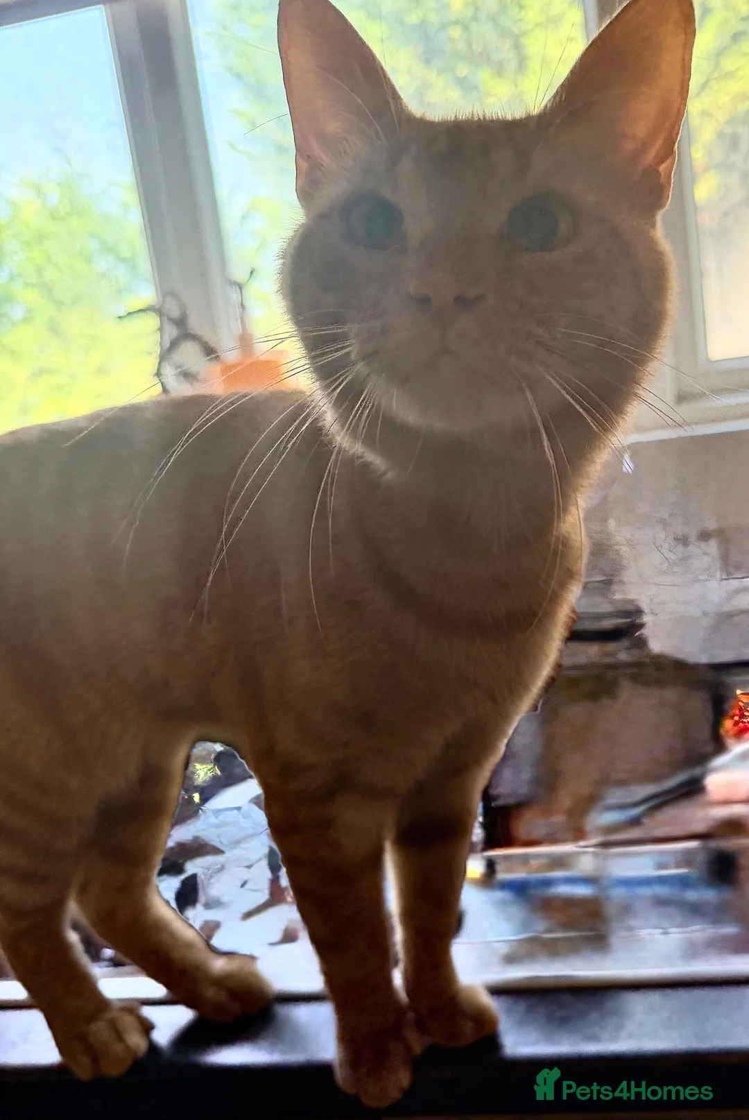Mixed Breed cats for sale: Beautiful male ginger tom cat - Advert 2