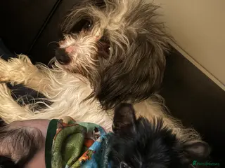 Chinese Crested dogs Stunning Chinese Cresteds - Advert 2