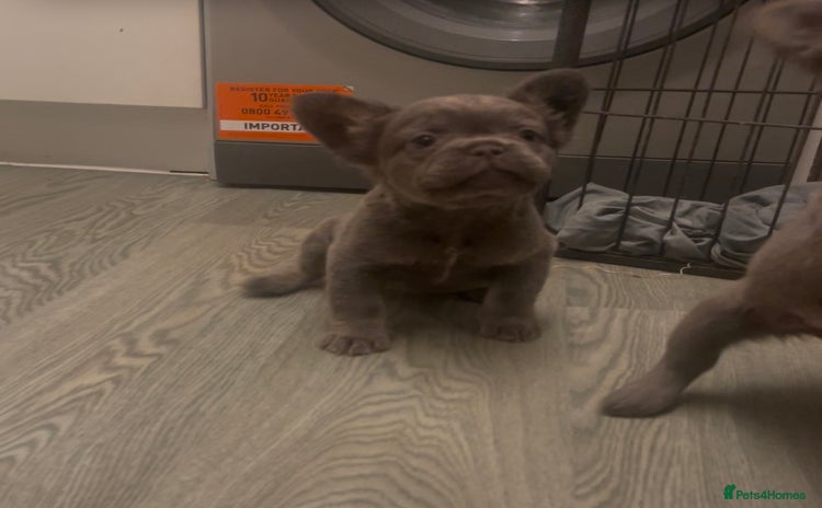 French Bulldog dogs Fluffy French bulldogs!!  - Advert 2