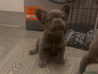 French Bulldog dogs Fluffy French bulldogs!! - Advert 4