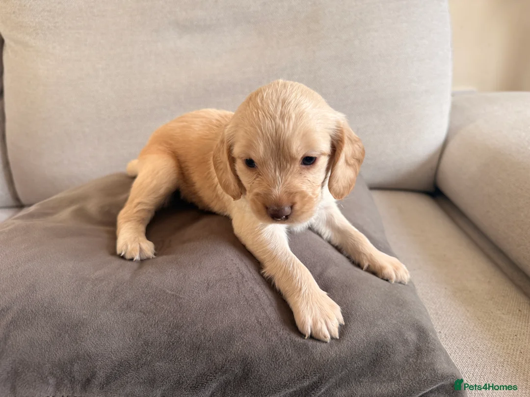 Mixed Breed dogs for sale: Beautiful Cocker Sproodle Puppies  in Weston-super-Mare - Advert 41