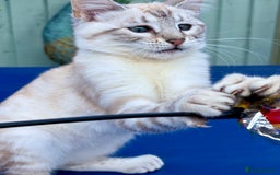 Keetso cats for sale: Stunning polydactyl snow leopard girl  - Image 4