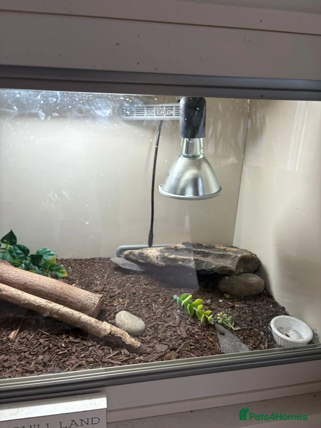 Leopard Gecko reptiles for sale: White Blizzard female leopard gecko 4 years old - Advert 4