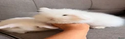 Mini Lion Lop rabbits for sale: Lion head - Advert 1