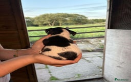 Jack Russell dogs for sale: Jack Russell puppies 5 boys left - Image 20