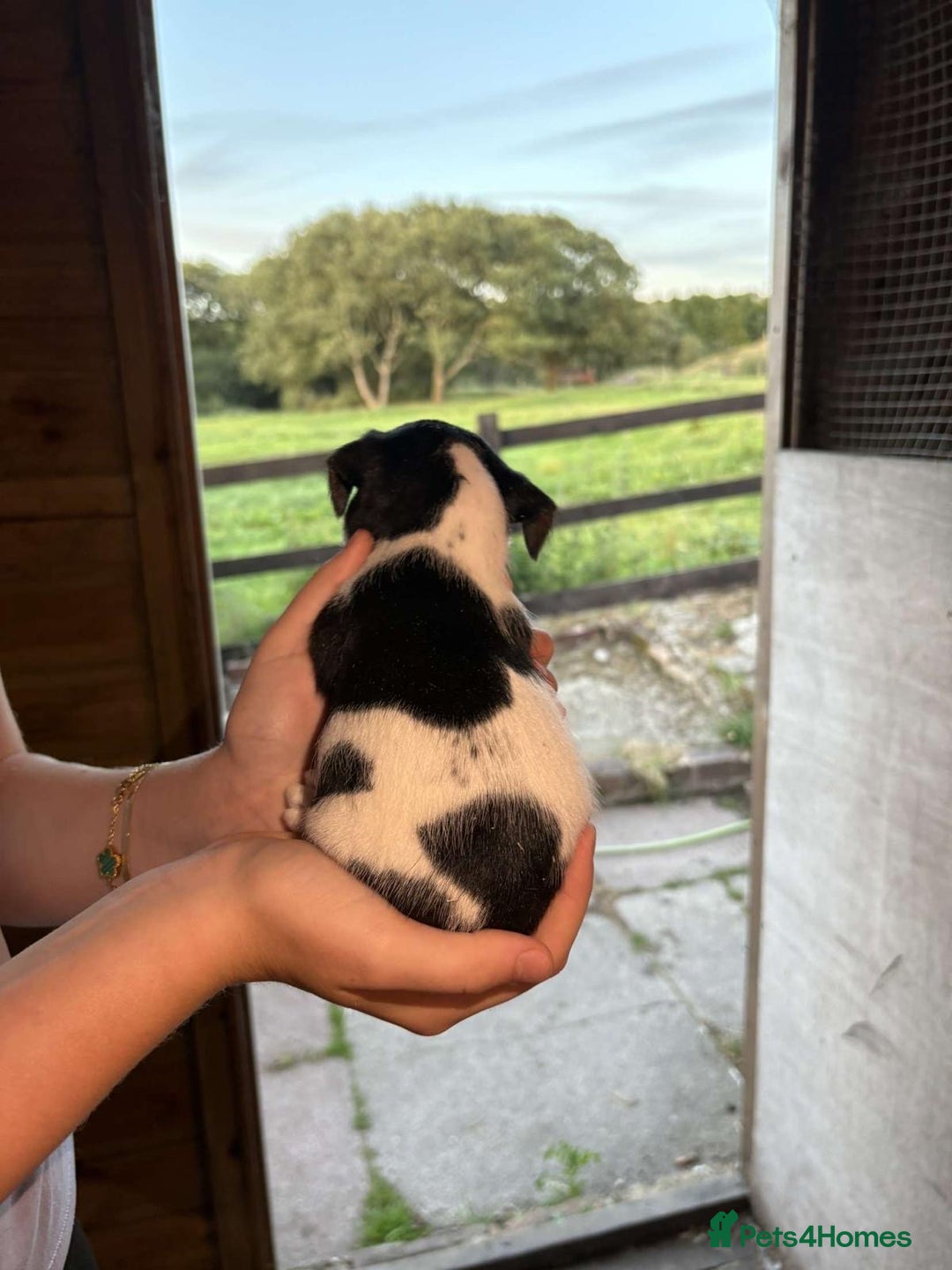Jack Russell dogs for sale: Jack Russell puppies 5 boys left - Image 20