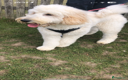 Mixed Breed dogs for sale: Bernedoodle - Image 2