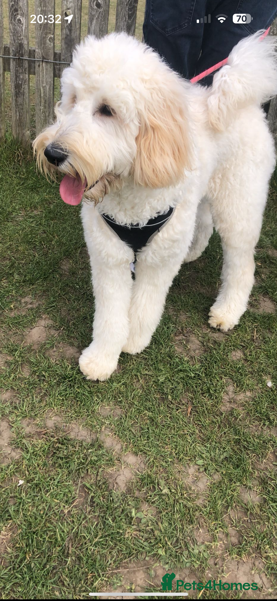 Mixed Breed dogs for sale: Bernedoodle - Image 2