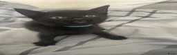 Mixed Breed cats for sale: 3 black boy kittens - Advert 2
