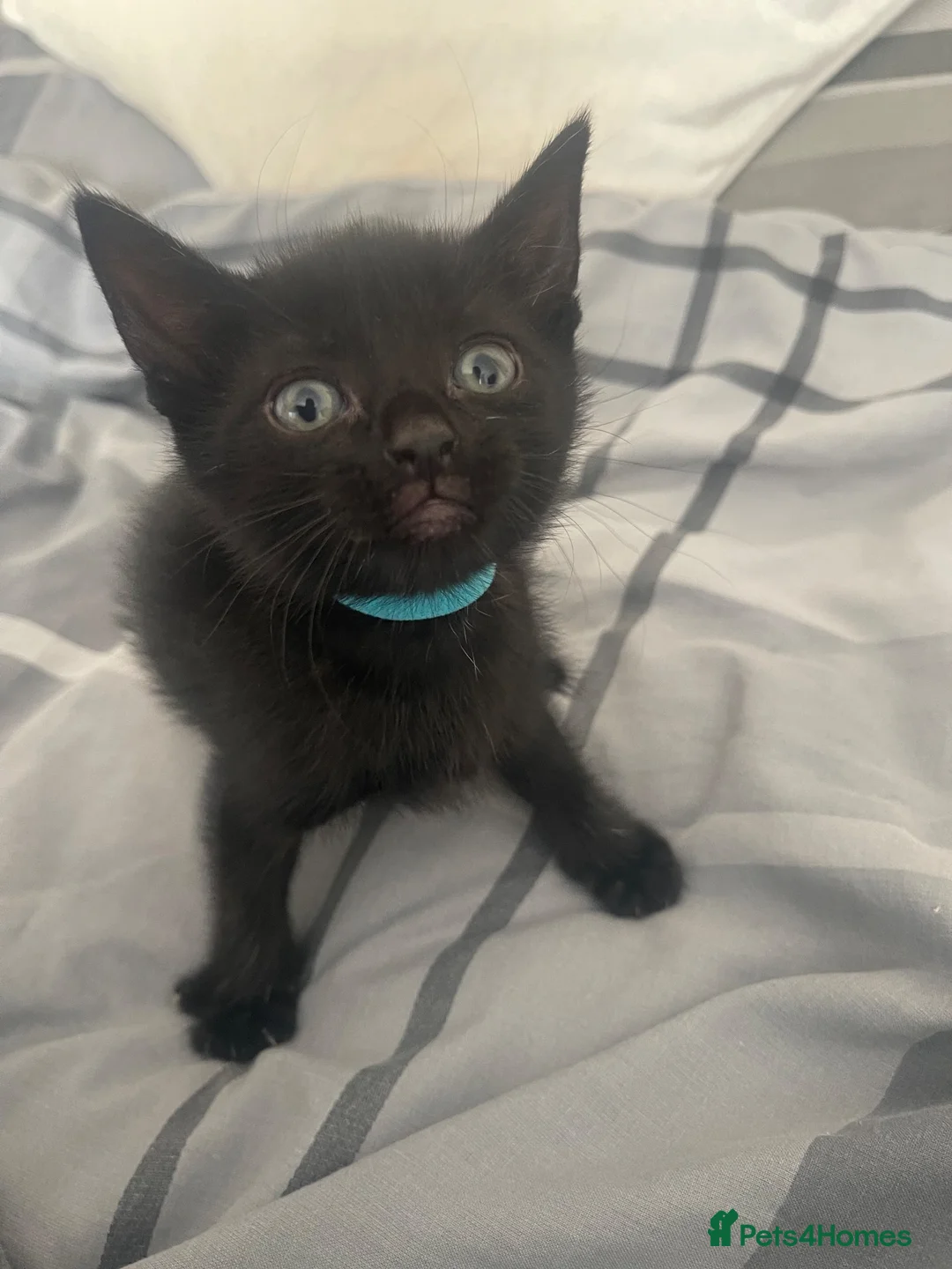 Mixed Breed cats for sale: 3 black boy kittens - Advert 2