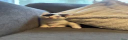 Mixed Breed cats for sale: 6 kittens ready for amazing homes!! - Advert 18