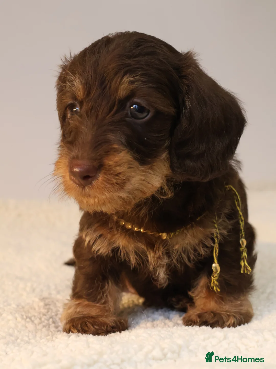 Miniature Dachshund dogs for sale: Choco+Wirehaired+5*Licensed+Kc+Praclear+Vetchecked - Advert 38