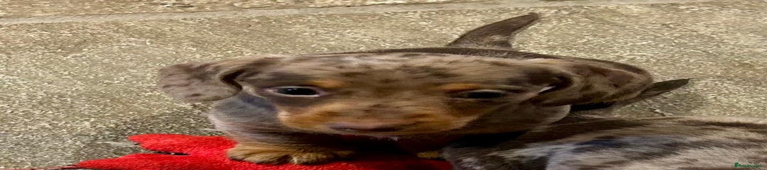 Miniature Dachshund Puppy 2