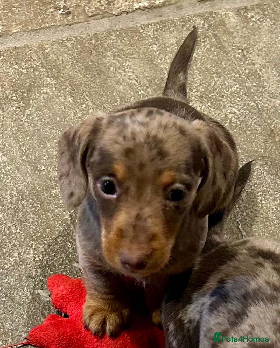 Miniature Dachshund dogs for sale: Stunning Miniature Smooth Dachshund - Image 19