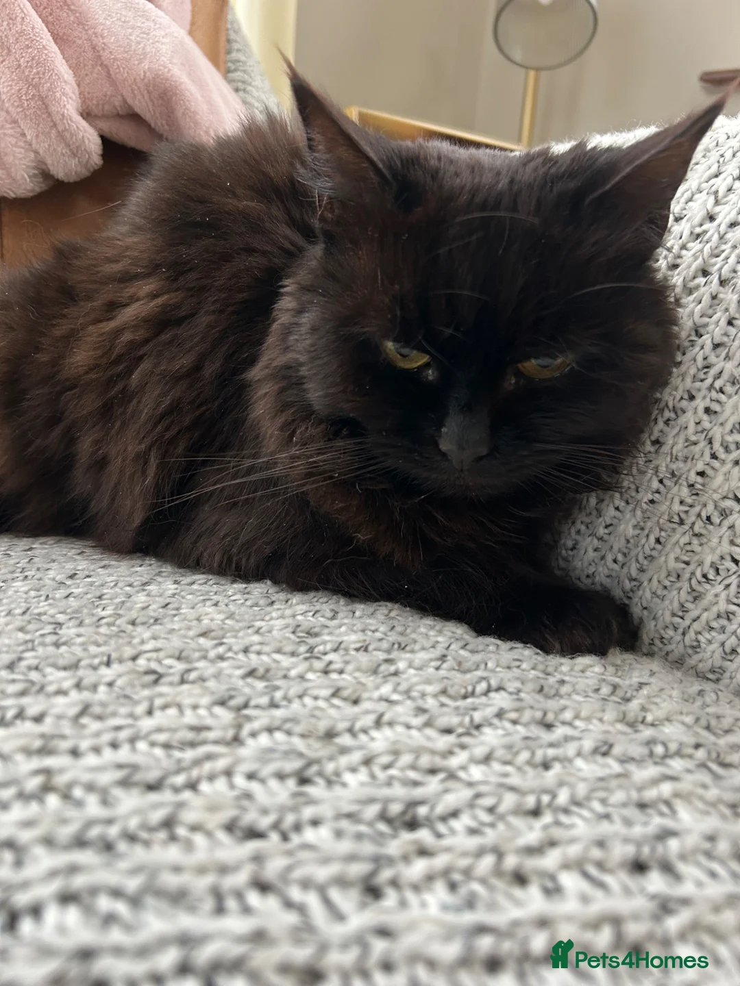 Mixed Breed cats for sale: Annie looking for new home - Advert 2