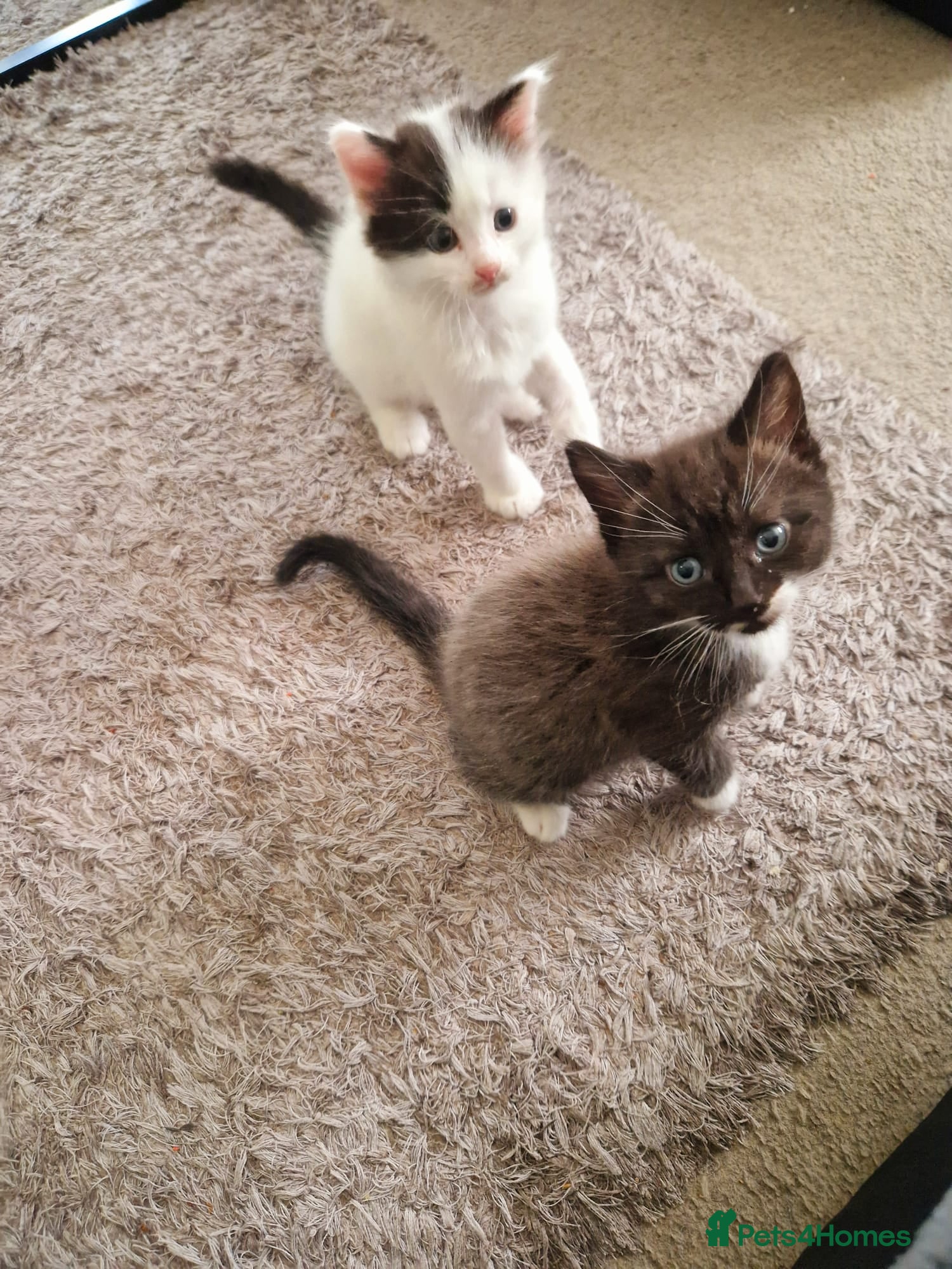 Mixed Breed cats 2 siamese mix males looking for new homes  - Advert 1