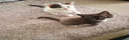 Mixed Breed cats for sale: 2 siamese mix males looking for new homes  - Advert 1