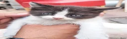 Turkish Van cats for sale: 6 Beautiful Kittens Looking for Loving Homes 🐾 - Advert 9