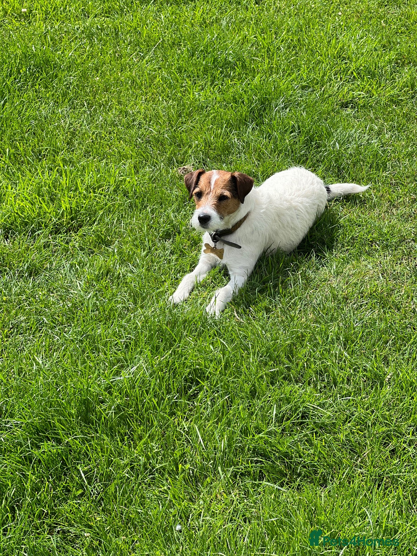 Parson Russell dogs Stunning KC Parson Russell Terrier Pups - Advert 1