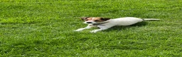 Parson Russell dogs for sale: Stunning KC Parson Russell Terrier Pups - Advert 1