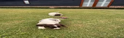 English Springer Spaniel dogs for sale: KC springer spaniels 1 male left ready to go  - Advert 10