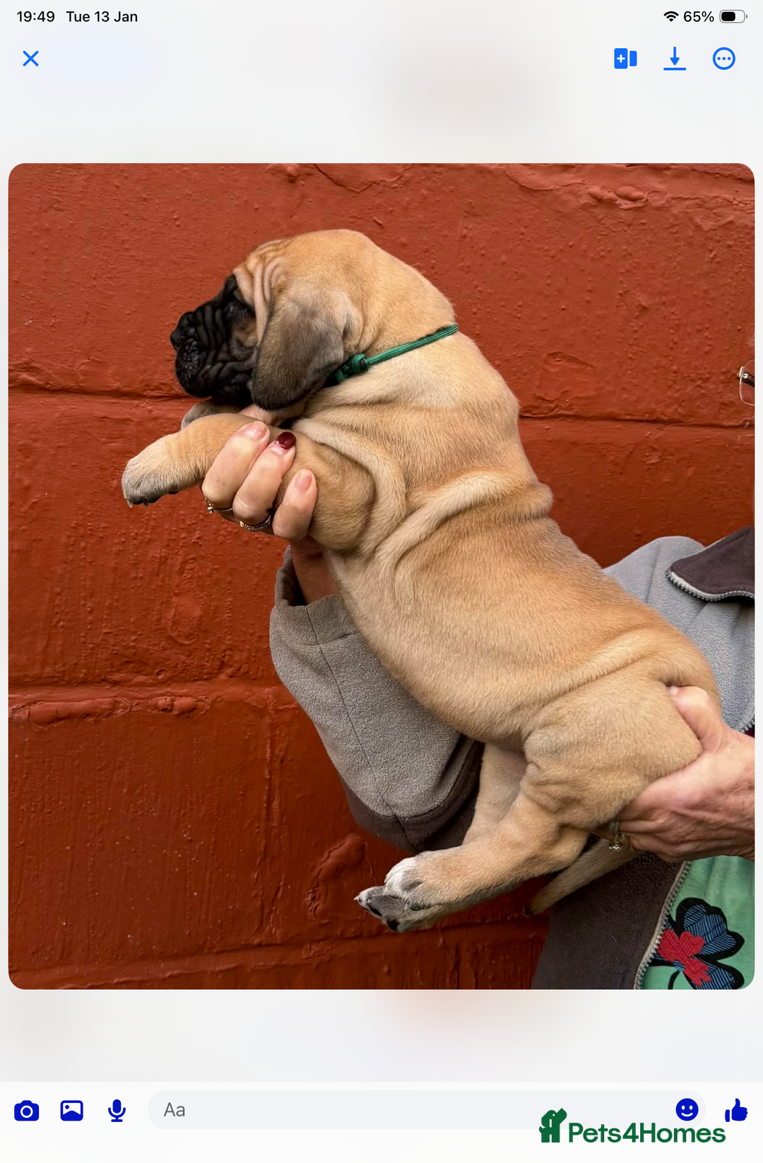 Great Dane dogs for sale: Primus Great Danes - Advert 4