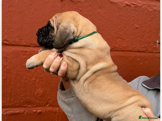 Great Dane dogs Primus Great Danes - Advert 1