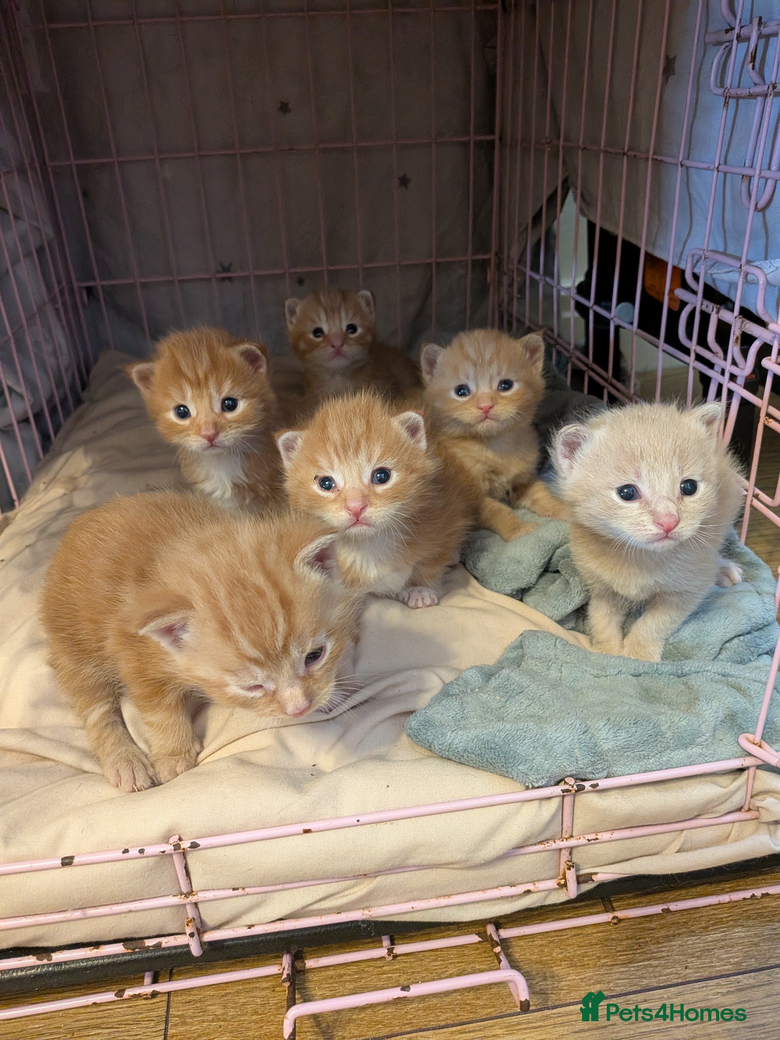 Maine Coon cats Maincoon mom 3 1/4 Maincoon dad  - Advert 1