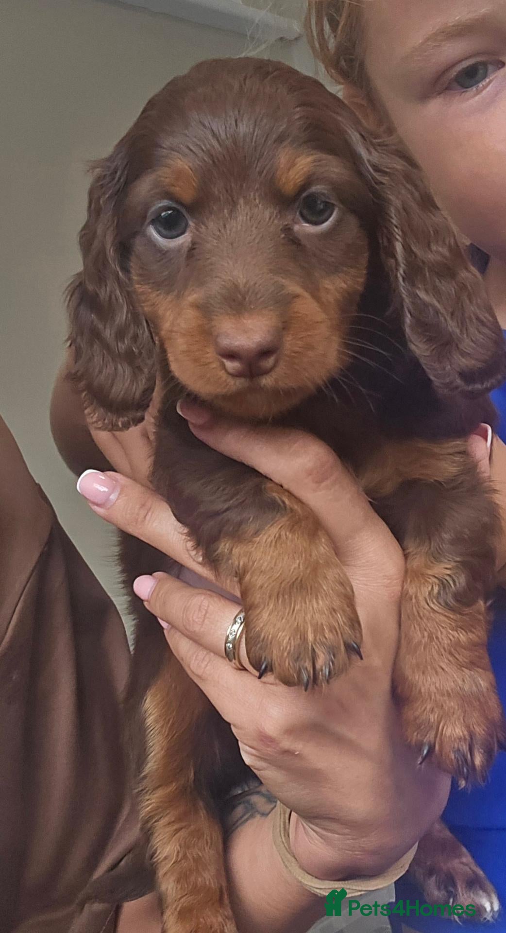 Miniature Dachshund dogs 4 male Dachshunds - Advert 1