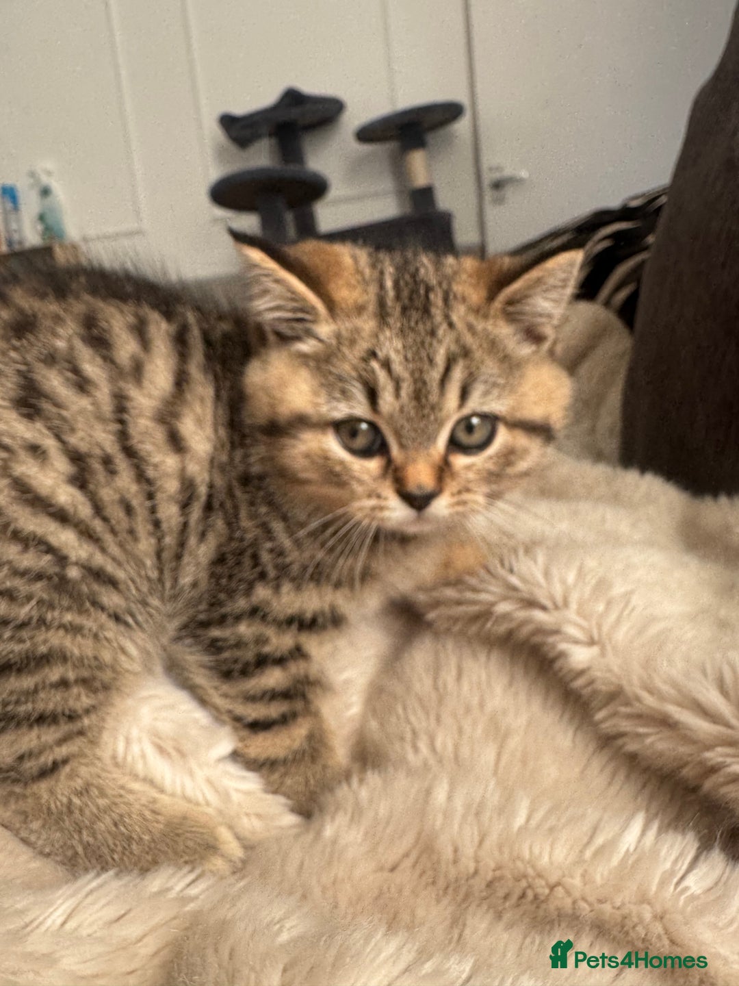 British Shorthair cats for sale: Beautiful BSH Kitten - Nala - Advert 6