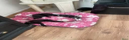 Mixed Breed cats for sale: Tess01 Sooty in Oldbury - Advert 3