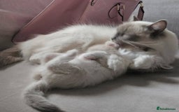 Ragdoll cats for sale: Stunning registered seal tabby ragdoll GC lines - Image 20
