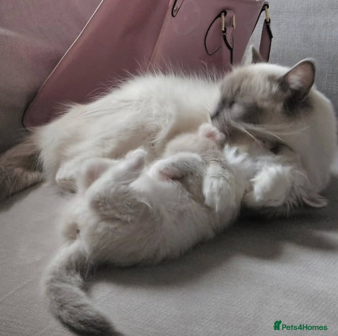 Ragdoll cats for sale: Stunning registered seal tabby ragdoll GC lines - Image 20