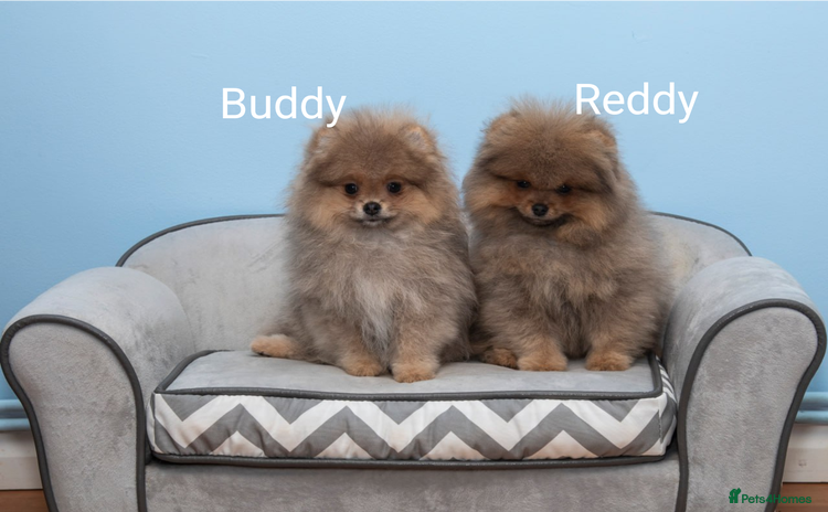 Pomeranian dogs - Advert 7