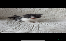 Mixed Breed cats for sale: Beautiful kittens For sale  - Image 5