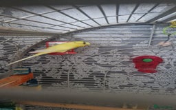 Budgerigars birds for sale: Bird with a cage - Image 3