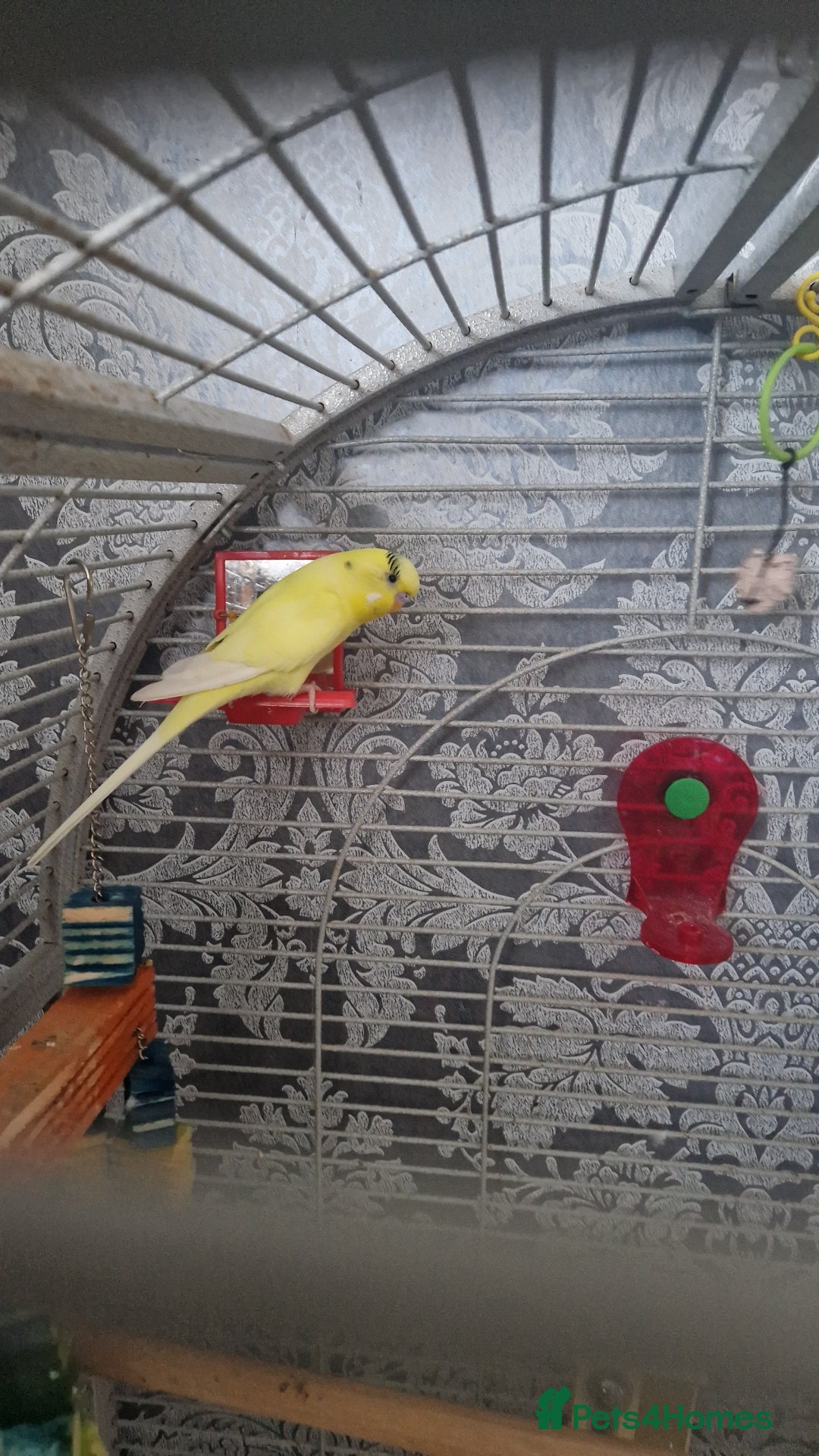 Budgerigars birds for sale: Bird with a cage - Image 3