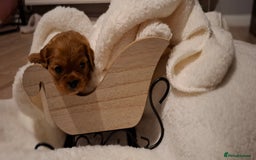 Cavalier King Charles Spaniel dogs for sale: Cavalier king Charles  - Advert 4