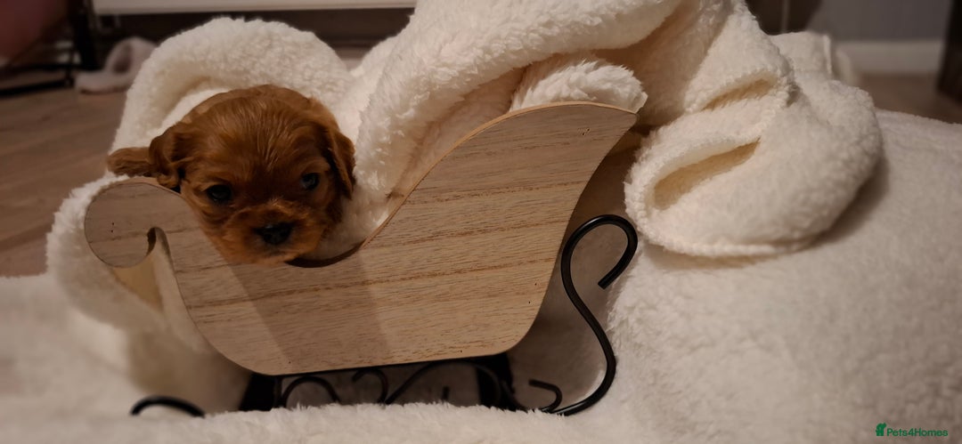 Cavalier King Charles Spaniel dogs for sale: Cavalier king Charles  - Advert 4
