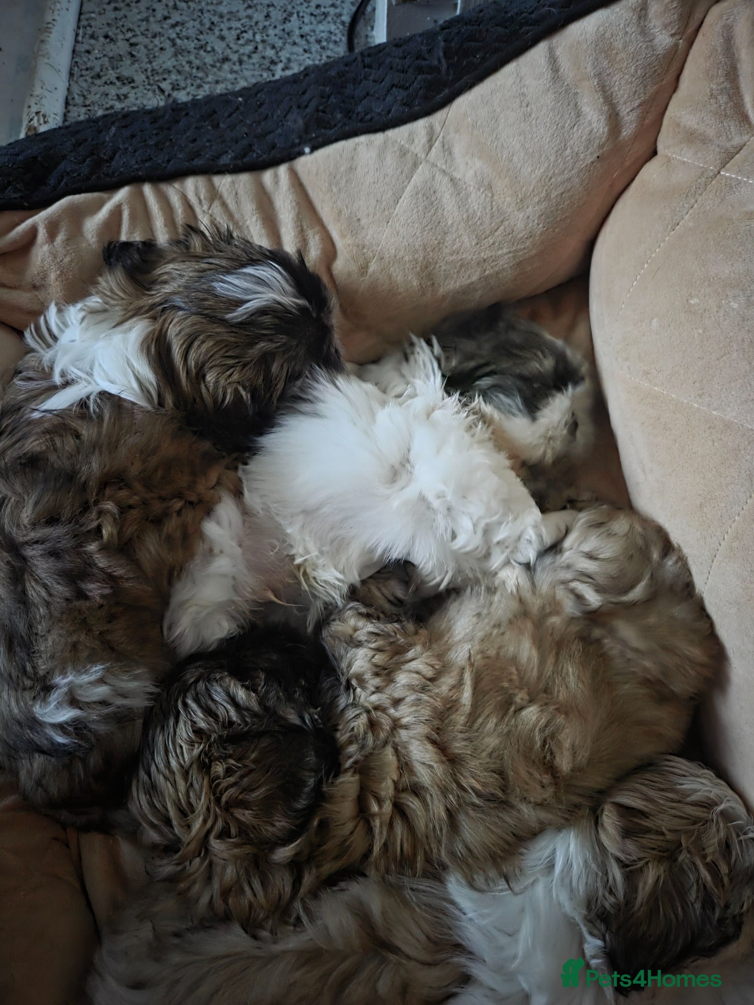Shih Tzu dogs 4 Beautiful Shih-Tzu puppies for sale - Advert 1