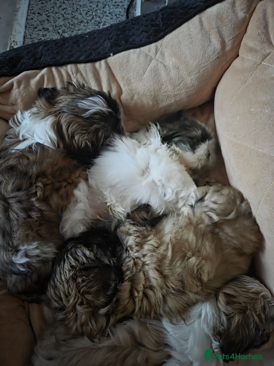 Shih Tzu dogs for sale: 4 Beautiful Shih-Tzu puppies for sale in Mansfield - Advert 1