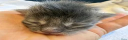 Maine Coon cats for sale:     Stunning Maine Coon x Ragdoll Kittens  - Advert 23